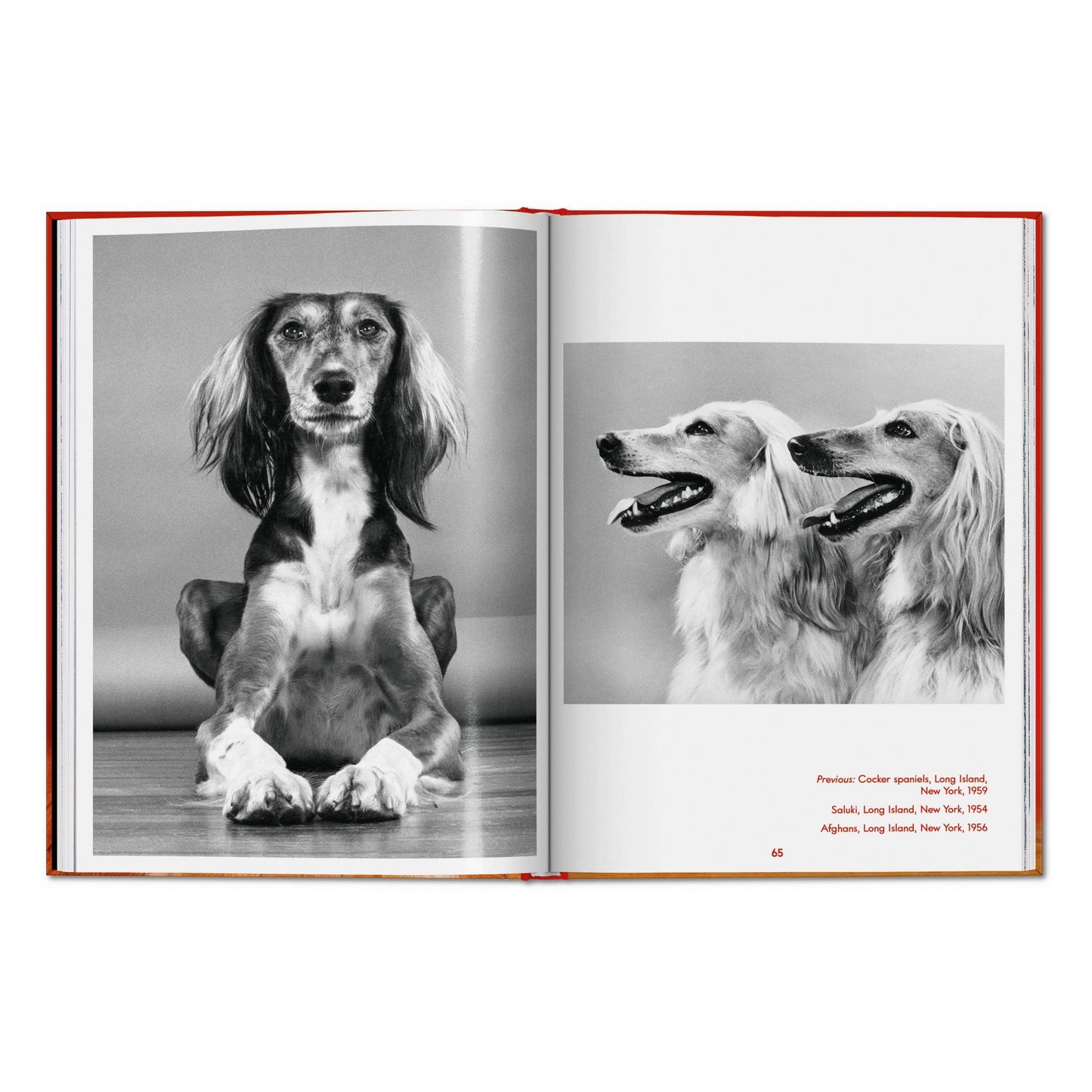 Walter Chandoha. Dogs. Photographs 1941–1991 (English)